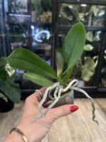 Phalaenopsis CX Red Plum / storczyk #2 - obrazek 4