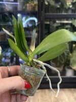 Phalaenopsis CX Red Plum / storczyk #2 - obrazek 2