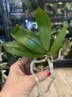 Phalaenopsis CX Red Plum / storczyk #3 - obrazek 3