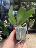 Phalaenopsis CX Red Plum / storczyk #3 - obrazek 2