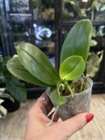 Phalaenopsis Timothy Christopher × bellina / storczyk pachnący #1 - obrazek 2