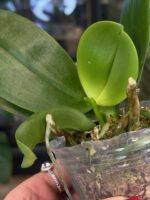 Phalaenopsis Timothy Christopher × bellina / storczyk pachnący #1 - obrazek 4