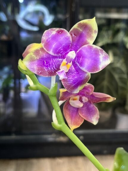Phalaenopsis Miki Sabina '742', kolekcjonerski storczyk o woskowych, amarantowo-fuksjowych płatkach w gęste prążki z jasną obwódką, Variegarden.