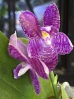 Phalaenopsis lueddemanniana / storczyk pachnący #1 - obrazek 2