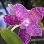 Phalaenopsis lueddemanniana / storczyk pachnący #1