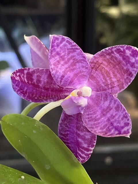 IMG_8093 Phalaenopsis lueddemanniana / storczyk pachnący #1 - obrazek 1