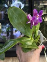 Phalaenopsis lueddemanniana / storczyk pachnący #1 - obrazek 6