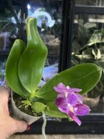 Phalaenopsis lueddemanniana / storczyk pachnący #1 - obrazek 5