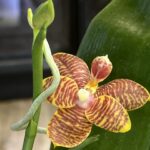 Phalaenopsis Lyndon Mix Zebra 'Treasure' / storczyk #1