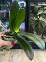 Phalaenopsis (Brother Strawberry × Brother Sara Gold) 'ES' / storczyk #3 - obrazek 4