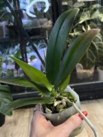 Phalaenopsis (Brother Strawberry × Brother Sara Gold) 'ES' / storczyk #3 - obrazek 2
