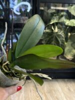 Phalaenopsis (Brother Strawberry × Brother Sara Gold) 'ES' / storczyk #3 - obrazek 3