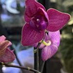 Phalaenopsis (Brother Strawberry × Brother Sara Gold) 'ES' 