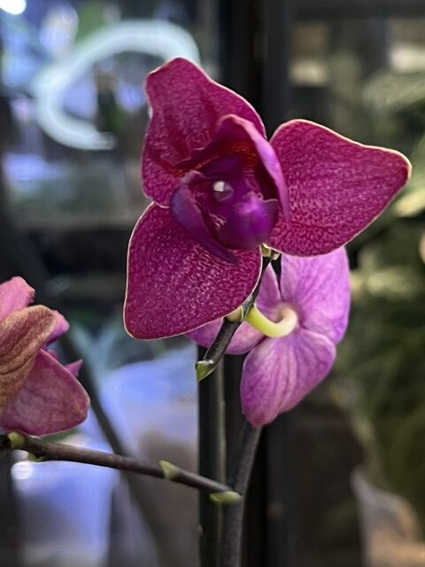IMG_8131 Phalaenopsis (Brother Strawberry × Brother Sara Gold) 'ES'