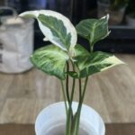 Syngonium T25 #3