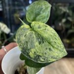 Scindapsus dark silver cloud variegata