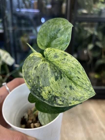 Scindapsus dark silver cloud variegata