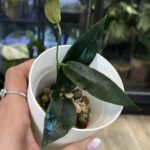 Hoya archboldiana, rzadka hoya kolekcjonerska o dużych, skórzastych liściach i gigantycznych, dzwonkowatych kwiatach, VarieGarden