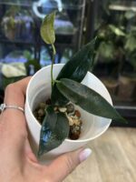 Hoya archboldiana, rzadka hoya kolekcjonerska o dużych, skórzastych liściach i gigantycznych, dzwonkowatych kwiatach, VarieGarden