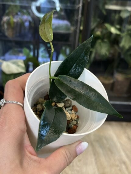 Hoya archboldiana, rzadka hoya kolekcjonerska o dużych, skórzastych liściach i gigantycznych, dzwonkowatych kwiatach, VarieGarden
