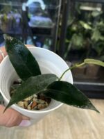 Hoya archboldiana #3 - obrazek 3