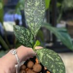 Hoya crassipetiolata splash
