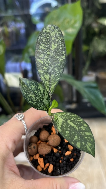 Hoya crassipetiolata splash