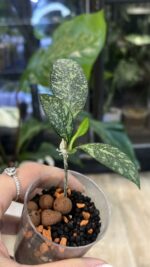 Hoya crassipetiolata splash #1 - obrazek 2