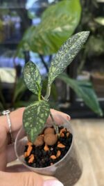 Hoya crassipetiolata splash #1 - obrazek 3