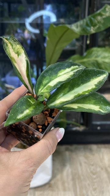 Hoya carnosa rubra Krimson Princess
