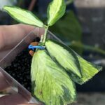 Hoya polyneura inner variegata, liście w kształcie ogona ryby z kremowym środkiem, rzadka woskownica kolekcjonerska, jasna variegacja inner, ozdobne pnącze domowe, Variegarden