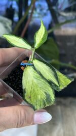 Hoya polyneura inner variegata, liście w kształcie ogona ryby z kremowym środkiem, rzadka woskownica kolekcjonerska, jasna variegacja inner, ozdobne pnącze domowe, Variegarden
