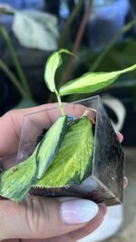 Hoya polyneura inner variegata #7 - obrazek 3
