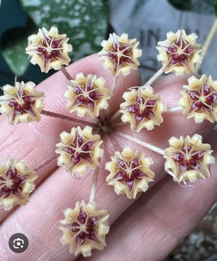 Hoya flagellata 'Silver' #2 - obrazek 2