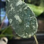 Hoya Flagellata 'Silver', rzadka hoya kolekcjonerska o fakturowanych, pofalowanych liściach pokrytych srebrzystym splashem, VarieGarden.