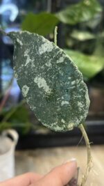 Hoya Flagellata 'Silver', rzadka hoya kolekcjonerska o fakturowanych, pofalowanych liściach pokrytych srebrzystym splashem, VarieGarden.