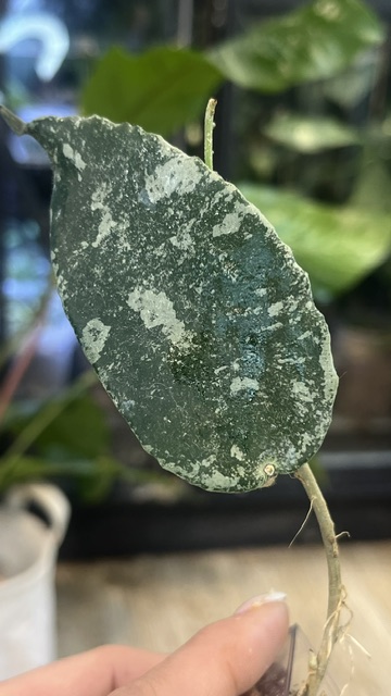 Hoya Flagellata 'Silver', rzadka hoya kolekcjonerska o fakturowanych, pofalowanych liściach pokrytych srebrzystym splashem, VarieGarden.