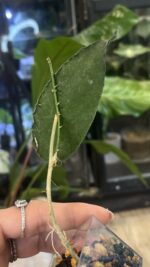 Hoya flagellata 'Silver' #3 - obrazek 3