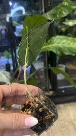 Hoya flagellata 'Silver' #3 - obrazek 4