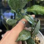 Hoya lacunosa moonshine