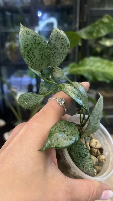 Hoya lacunosa moonshine