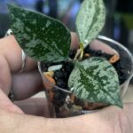 Hoya 'Rosita' Silver, rzadka hoya kolekcjonerska o lancetowatych liściach pokrytych srebrnym splashem i z ciemnym marginesem, VarieGarden