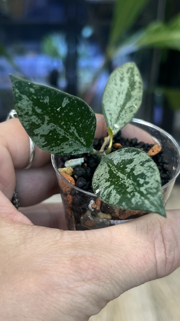 Hoya 'Rosita' Silver, rzadka hoya kolekcjonerska o lancetowatych liściach pokrytych srebrnym splashem i z ciemnym marginesem, VarieGarden