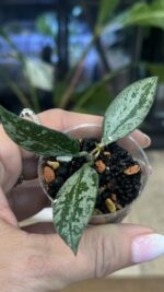 Hoya 'Rosita' Silver #1 - obrazek 3