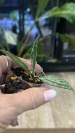 Hoya 'Rosita' Silver #1 - obrazek 4