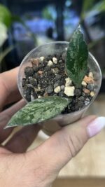 Hoya 'Rosita' Silver #3 - obrazek 4
