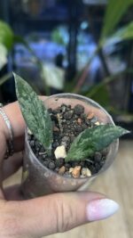 Hoya 'Rosita' Silver #3 - obrazek 3