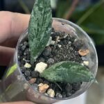 Hoya 'Rosita' Silver, rzadka hoya kolekcjonerska o lancetowatych liściach pokrytych srebrnym splashem i z ciemnym marginesem, VarieGarden