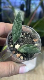 Hoya 'Rosita' Silver, rzadka hoya kolekcjonerska o lancetowatych liściach pokrytych srebrnym splashem i z ciemnym marginesem, VarieGarden