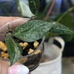 Hoya 'Rosita' Silver, rzadka hoya kolekcjonerska o lancetowatych liściach pokrytych srebrnym splashem i z ciemnym marginesem, VarieGarden